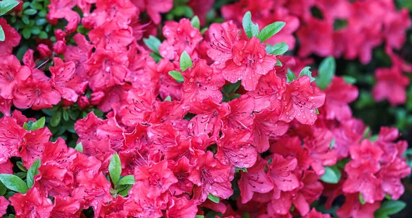 Fleurs d'azalée rouge en fleurs avec gouttes de rosée dans le jardin de printemps — Photo