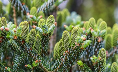 Bahar bahçesinde genç kozalaklı Kore köknarı dalı.