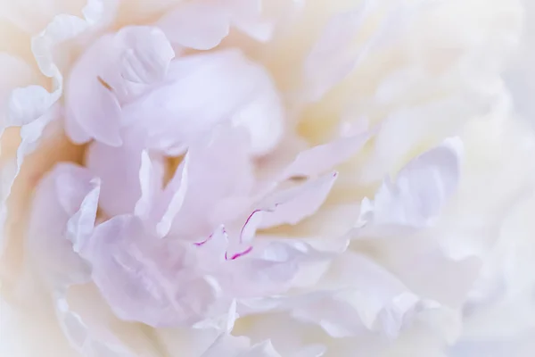 Puha fókusz, elvont virágos háttér, fehér bazsarózsa virágszirmok. Makró virágok háttér nyaralás márka design — Stock Fotó