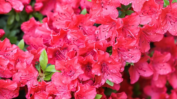 Flores de azálea vermelha florescendo com gotas de orvalho no jardim da primavera — Fotografia de Stock