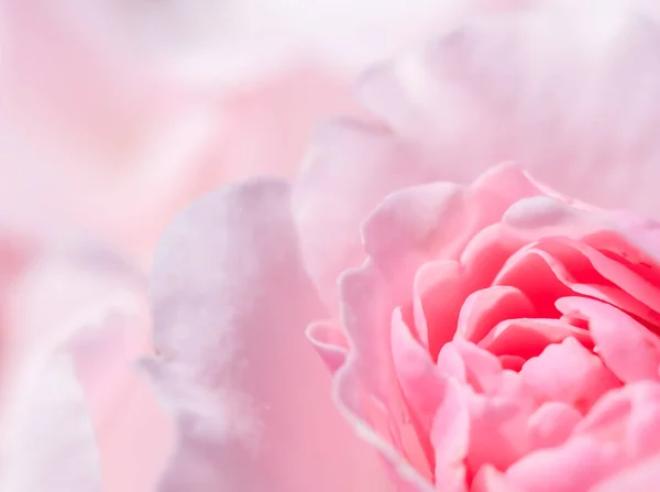Mjuk fokus, abstrakt blommig bakgrund, rosa ros blomma. Makro blommor bakgrund för semester varumärke design Stockbild