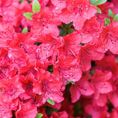 Bahar bahçesinde çiy damlalarıyla açelya çiçekleri açıyor.