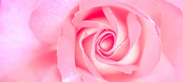 부드러운 초점, 추상적 인 꽃 배경, 분홍색 장미꽃. 휴가철 브랜드 디자인을 위한 마크로 꽃들의 배경 — 스톡 사진