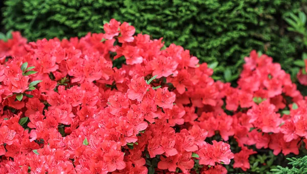 Fleurs d'azalée rouge en fleurs dans le jardin de printemps — Photo