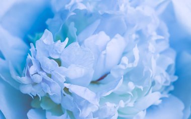 Yumuşak odak, soyut çiçek arkaplanı, soluk mavi şakayık çiçekleri. Tatil markası tasarımı için Macro çiçek arkaplanı