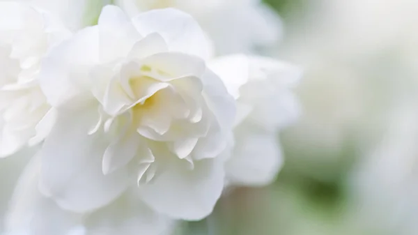 抽象的な花の背景、白いテリージャスミンの花の花弁。休日のブランドデザインのためのマクロ花の背景 ストック写真