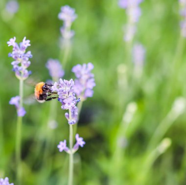 Yaz bahçesinde lavanta çiçeği üzerinde çalışan arı.