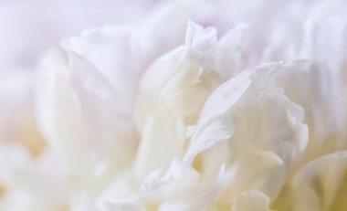 Yumuşak odak, soyut çiçek arkaplanı, beyaz şakayık çiçekleri. Tatil markası tasarımı için Macro çiçek arkaplanı