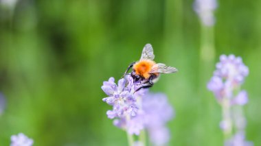 Yaz bahçesinde lavanta çiçeği üzerinde çalışan arı.