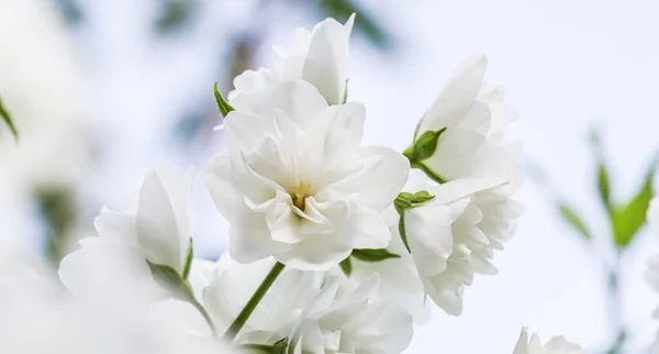 화려 한 꽃 배경에는 흰 테 리 재스민 꽃잎 이 있습니다. 휴가철 브랜드 디자인을 위한 마크로 꽃들의 배경 로열티 프리 스톡 이미지