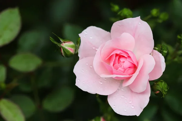 Rosa rosa Bonika com botões no jardim. Perfeito para cartões de felicitações de fundo — Fotografia de Stock