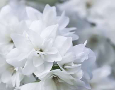 Bahçede beyaz Terry Jasmine çiçekleri var. Çiçek arka planı