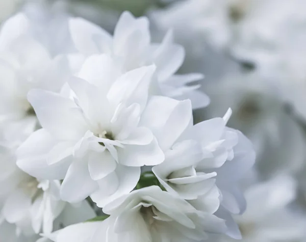 하얀 테 리 재스민 꽃들 이 정원에 있습니다. 식물학적 배경 스톡 이미지