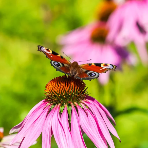 Borboleta europeia colorida bonita do pavão na flor roxa Echinacea no jardim ensolarado. — Fotografia de Stock