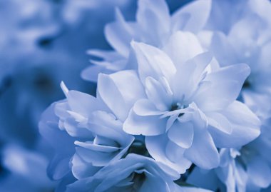 Bahçede beyaz Terry Jasmine çiçekleri var. Çiçek arka planı