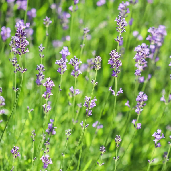 Foco suave em botões de lavanda no jardim de verão — Fotografia de Stock