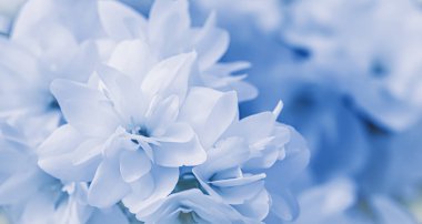 Bahçede beyaz Terry Jasmine çiçekleri var. Çiçek arka planı