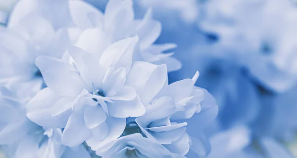 Fleurs de jasmin éponge blanc dans le jardin. Fond floral Image En Vente