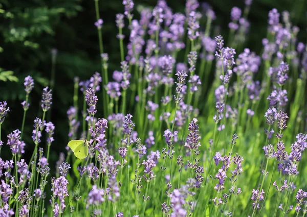 Vacker gul Gonepteryx rhamni eller vanlig svavel fjäril på en lila lavendel blomma — Stockfoto