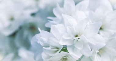 Bahçede beyaz Terry Jasmine çiçekleri var. Çiçek arka planı