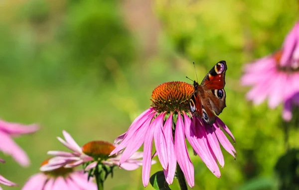 Hermosa mariposa europea de pavo real de color sobre flor púrpura Echinacea en jardín soleado. — Foto de Stock