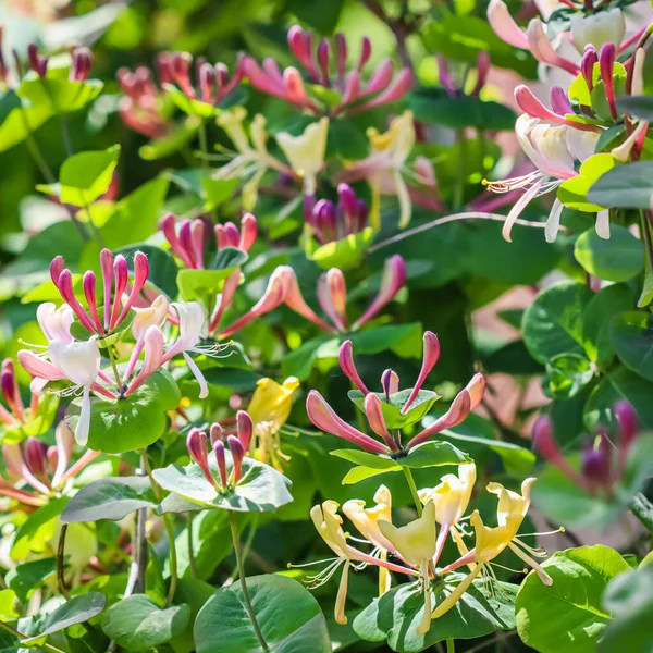 Pembe hanımeli tomurcukları ve çiçekler. Lonicera Etrusca Santi Caprifolium, çiçek açmış odunlar Telifsiz Stok Fotoğraflar