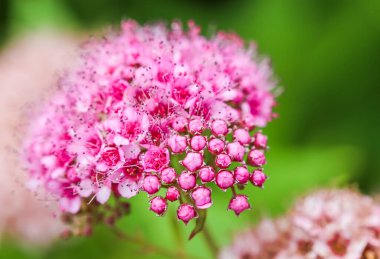 Spiraea 'nın bir dalı. Çiçek açan spirea Japonca