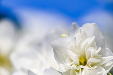 Bahçede mavi gökyüzüne karşı beyaz Terry Jasmine çiçekleri