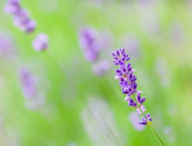 Yaz bahçesindeki lavanta tomurcuklarına odaklanın.