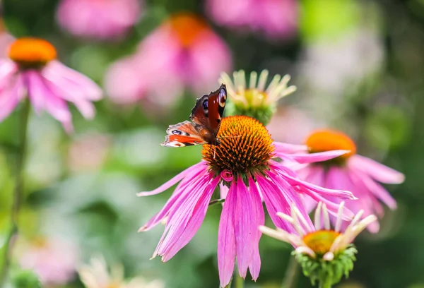 Hermosa mariposa europea de pavo real de color sobre flor púrpura Echinacea en jardín soleado. — Foto de Stock