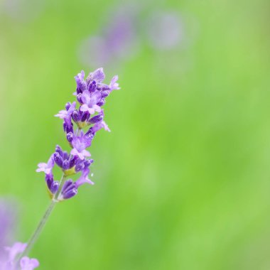 Yaz bahçesindeki lavanta tomurcuklarına odaklanın.