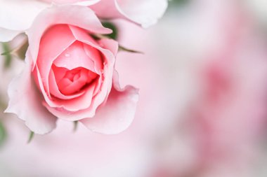 Yumuşak odak, soyut çiçek arkaplanı, pembe gül çiçeği. Tatil markası tasarımı için Macro çiçek arkaplanı