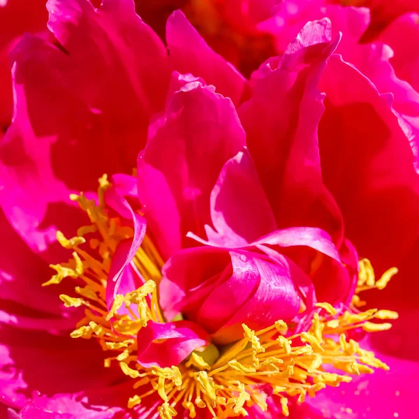 Fondo floral abstracto, pétalos de peonía ardiente rojo rosado. Fondo de flores macro para el diseño de vacaciones — Foto de Stock