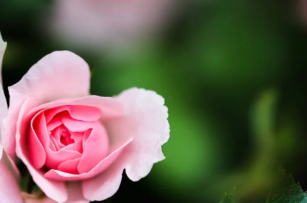 粉红玫瑰，波妮卡，花蕾在花园里。完美的背景贺卡 — 图库照片