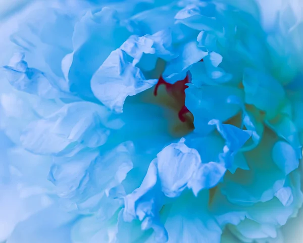 Weicher Fokus, abstrakter floraler Hintergrund, blassblaue Pfingstrosenblütenblätter. Makroblumen als Kulisse für Urlaubsmarke — Stockfoto