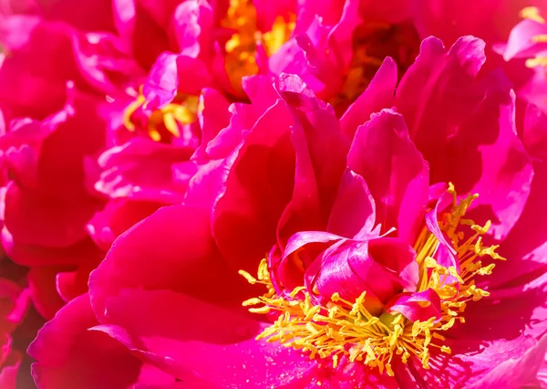 Fond floral abstrait, pétales de pivoine rouge rose. Macro fleurs toile de fond pour la conception de vacances — Photo