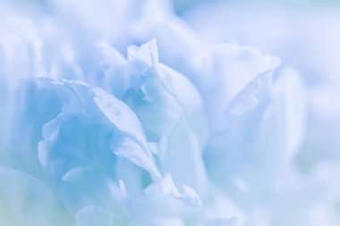 Yumuşak odak, soyut çiçek arkaplanı, soluk mavi şakayık çiçekleri. Tatil markası tasarımı için Macro çiçek arkaplanı