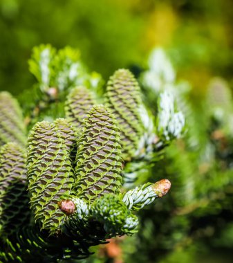 Bulanık arkaplanda koni ve yağmur damlaları olan Kore köknarı dalı