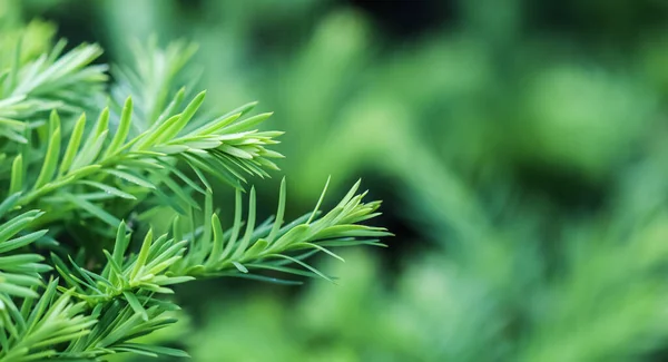 Textura, fondo, patrón de ramas verdes en crecimiento de coníferas decorativas siempre verdes Tejo árbol Taxus cuspidata —  Fotos de Stock