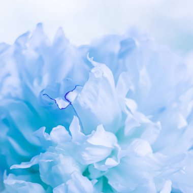 Yumuşak odak, soyut çiçek arkaplanı, soluk mavi şakayık çiçekleri. Tatil markası tasarımı için Macro çiçek arkaplanı