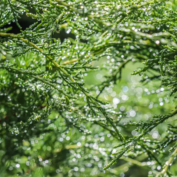 Struktura, pozadí, vzor zelených větví věčně zeleného jalovce s kapkami deště. Bokeh se světelným odrazem — Stock fotografie