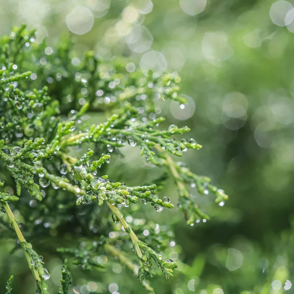 Textura, fondo, patrón de ramas verdes de enebro siempreverde con gotas de lluvia. Bokeh con reflejo de luz —  Fotos de Stock