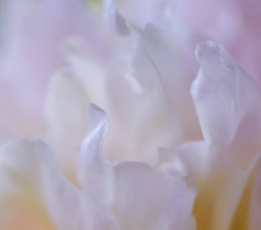 Yumuşak odak, soyut çiçek arkaplanı, beyaz şakayık çiçekleri. Tatil markası tasarımı için Macro çiçek arkaplanı