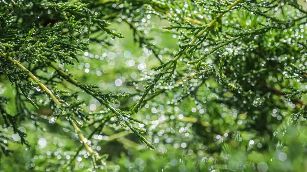 Υφή, φόντο, μοτίβο πράσινων κλαδιών αειθαλούς άρκευθου με σταγόνες βροχής. Bokeh με αντανάκλαση φωτός — Φωτογραφία Αρχείου