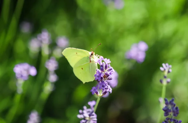 Rhamni Gonepteryx amarelo bonito ou borboleta de enxofre comum em uma flor de lavanda roxa — Fotografia de Stock