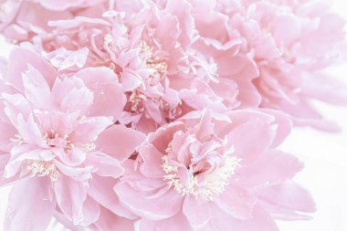 Yumuşak odak, soyut çiçek arkaplanı, soluk pembe şakayık çiçekleri