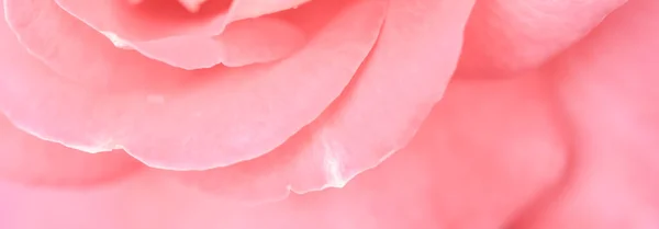 Foco suave, fundo floral abstrato, rosa rosa pétalas de flores. Fundo de flores macro para design de férias Fotografias De Stock Royalty-Free