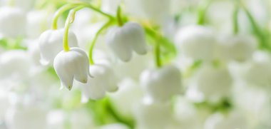 Vadi çiçeklerinin çiçekleri. Doğal çiçek arkaplanı