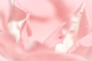 Yumuşak odak, soyut çiçek arkaplanı, pembe gül yaprakları. Tatil tasarımı için makro çiçek arkaplanı