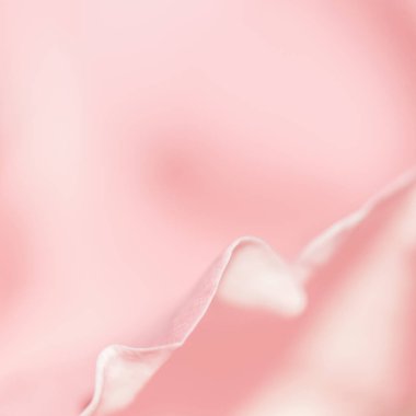 Yumuşak odak, soyut çiçek arkaplanı, pembe gül yaprakları. Tatil tasarımı için makro çiçek arkaplanı